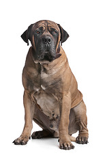 Image showing Boerboel