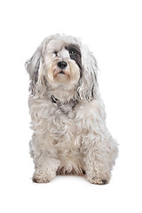 Image showing Tibetan Terrier