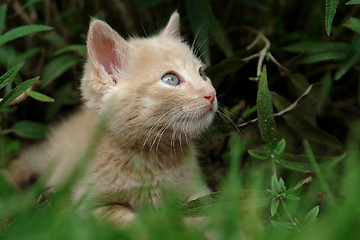 Image showing the kitten