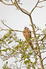 Image showing Speckled Mousebird