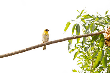 Image showing A yellow throated seedeater on a tree