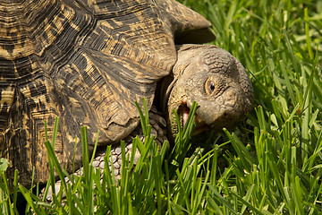 Image showing A turtle eating grass
