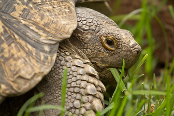 Image showing A turtle eating grass