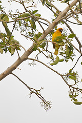 Image showing Beautilful yellow bird on a tree