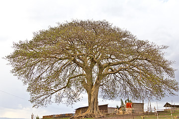 Image showing The big tree in the village