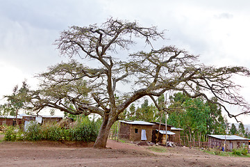 Image showing The big tree in the village