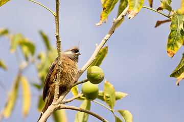 Image showing Speckled Mousebird