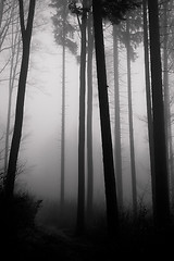 Image showing misty forest