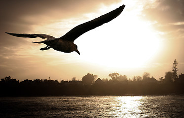 Image showing Sea gull at sunset