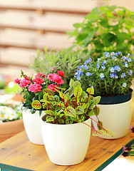 Image showing Flower pots