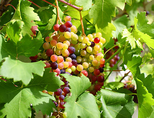 Image showing Unripe grapes in the garden