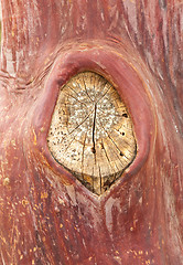 Image showing Texture pattern of peeling bark on tree