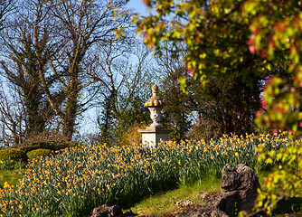 Image showing Daffodils surround garden statue in rural setting