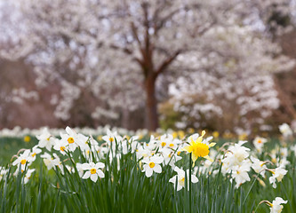 Image showing Daffodils surround trees in rural setting