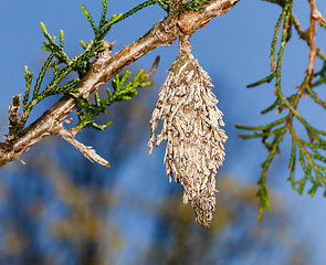 Image showing Bagworm on pine fir tree branch