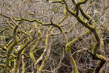 Image showing Gnarled branches of many trees