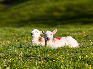 Image showing Pair of welsh lambs in meadow