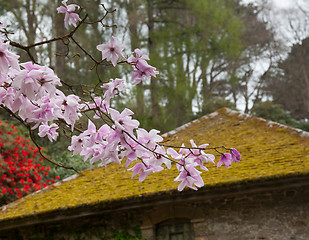 Image showing Pink magnolia stellata blossom by mossy roof