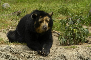 Image showing the ecuadorian black bear