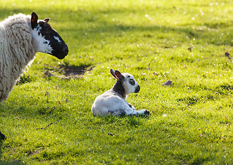 Image showing Black and white lamb in meadow