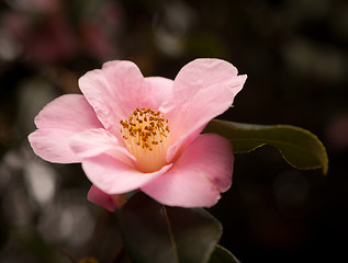 Image showing Camellia flower in bloom