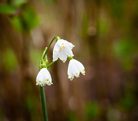 Image showing Three spring snowflake blooms