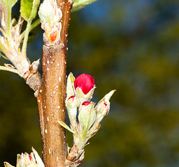 Image showing Apple flowers with garden in background