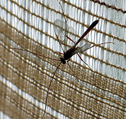 Image showing A big insect on a curtain