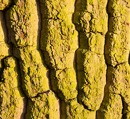 Image showing Texture pattern of mossy tree trunk
