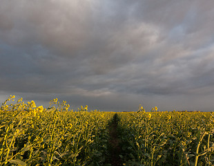 Image showing Windblown oil seed rape plants in storm