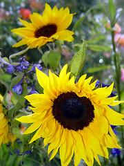 Image showing Garden with sunflowers