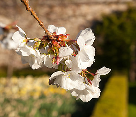 Image showing Cherry blossom flowers with garden in background
