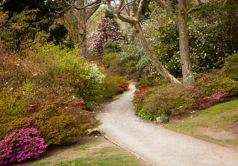 Image showing Garden path between shrubbery of azaleas