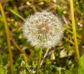Image showing Head of dandelion in macro