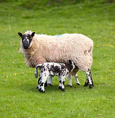 Image showing Pair of black welsh lambs in meadow