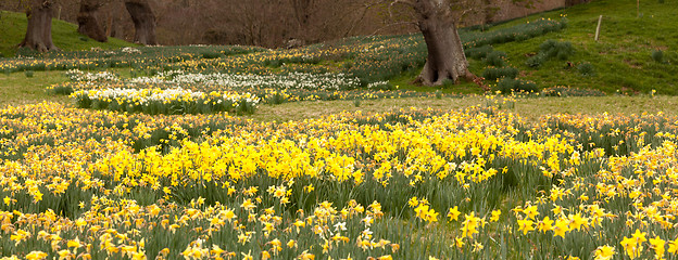 Image showing Daffodils surround trees in rural setting