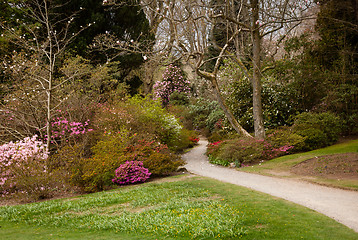 Image showing Garden path between shrubbery of azaleas