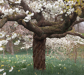 Image showing Cherry blossom flowers with garden in background