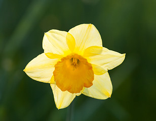 Image showing Backlit daffodil with out of focus background