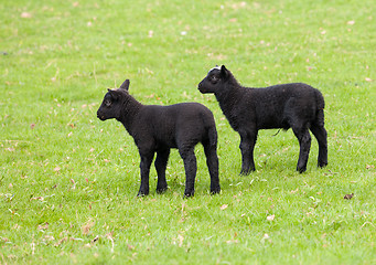 Image showing Pair of black welsh lambs in meadow