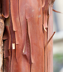 Image showing Texture pattern of peeling bark on tree
