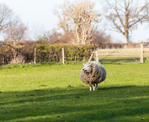 Image showing Large round sheep in meadow in Wales