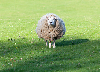 Image showing Large round sheep in meadow in Wales