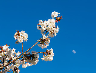 Image showing Cherry blossom flowers with moon in background