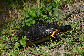 Image showing the ecuadorian turtle