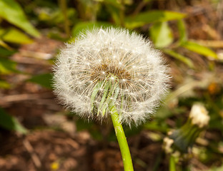 Image showing Head of dandelion in macro