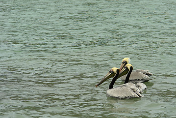 Image showing the three pelicans on pacific ocean