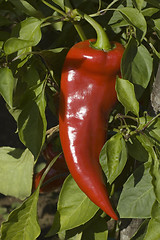 Image showing pepper