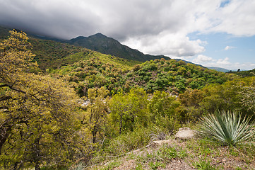 Image showing Sequoia National Park