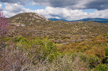 Image showing Wilderness